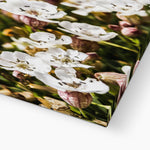 Sea Campion Canvas