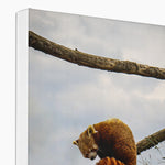 Red Panda Canvas
