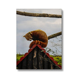 Red Panda Canvas