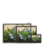 African Lily Framed Canvas
