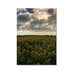 Rhossili Sunflowers Fine Art Print