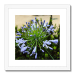 African Lily Framed & Mounted Print