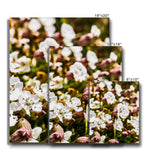 Sea Campion Canvas