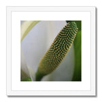 Lysichiton Framed & Mounted Print