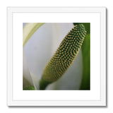 Lysichiton Framed & Mounted Print