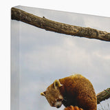 Red Panda Canvas