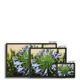 African Lily Framed Canvas