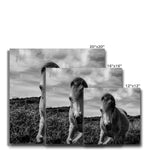 Whitesands Pony Canvas