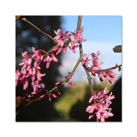Pink Cercis Fine Art Print