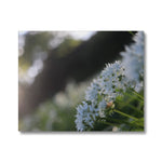 Tilia Cordata Canvas