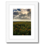 Rhossili Sunflowers Framed & Mounted Print