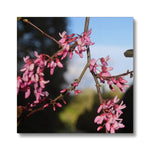 Pink Cercis Canvas