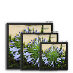 African Lily Framed Canvas