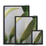 Lysichiton Framed Canvas