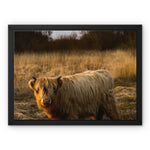 Highland Cow Framed Canvas