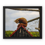 Red Panda Framed Canvas