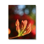 Fiore Italiano Canvas