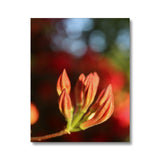 Fiore Italiano Canvas