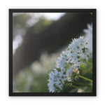 Tilia Cordata Framed Canvas