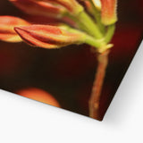 Fiore Italiano Canvas
