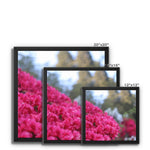 Clyne Gardens Framed Canvas