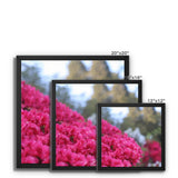 Clyne Gardens Framed Canvas