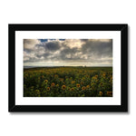 Rhossili Sunflowers Framed & Mounted Print
