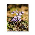 Wild Violets Canvas