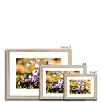Wild Violets Framed & Mounted Print