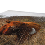Welsh Cow Canvas