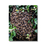 The Hive Canvas