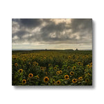 Rhossili Sunflowers Canvas