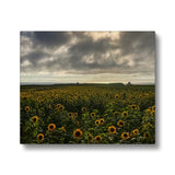 Rhossili Sunflowers Canvas