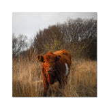 Welsh Cow Fine Art Print
