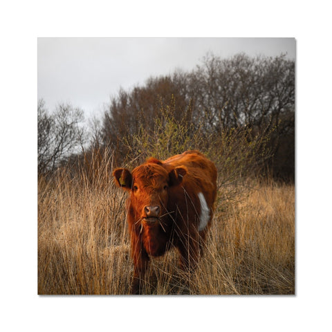 Welsh Cow Fine Art Print