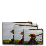 Red Panda Canvas