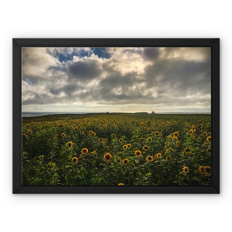 Rhossili Sunflowers Framed Canvas