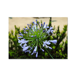 African Lily Fine Art Print