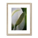 Lysichiton Framed & Mounted Print