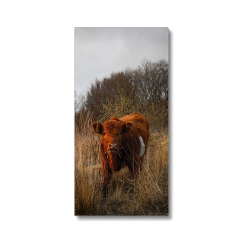 Welsh Cow Canvas