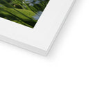 Tilia Cordata Framed & Mounted Print