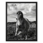 Whitesands Pony Framed Canvas