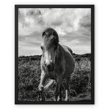Whitesands Pony Framed Canvas