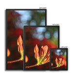 Fiore Italiano Framed Canvas