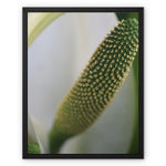 Lysichiton Framed Canvas