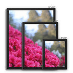 Clyne Gardens Framed Canvas