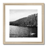 Swan Lake Framed & Mounted Print