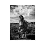 Whitesands Pony Fine Art Print