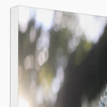 Tilia Cordata Canvas