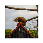 Red Panda Fine Art Print